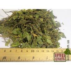 Боровая матка, ортилия однобокая-трава (Orthilia secunda)