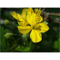Чистотел большой трава (Chelidonium majus)