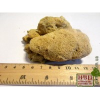 Бадяга-речная губка (Spongilla lacustris)