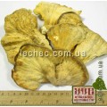 Трутовик серно-желтый гриб в целом виде ( Laetiporus sulphureus)
