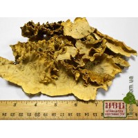 Трамета разноцветная гриб сухой  (Trametes)