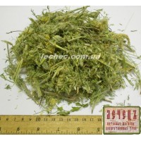 Астрагал шерстистоцветковый трава (Astragalus dasyanthus Pall.)