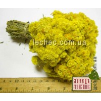 Бессмертник песчаный, цмин-цветки (Helichrysum arenarium)