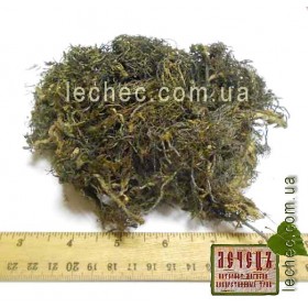 Цистозейра бородатая водоросли (Cystosira barbata)