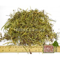 Горицвет кукушкин трава (Silene flos-cuculi)
