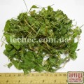 Майник двулистный, ландыш двулистный трава (Maianthemum bifolium L.)