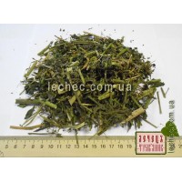 Паслен трава (Solanum nigrum)