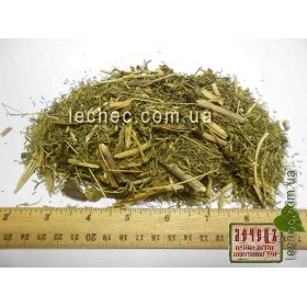 Пиона узколистного трава (Paeonia tenuifolia)