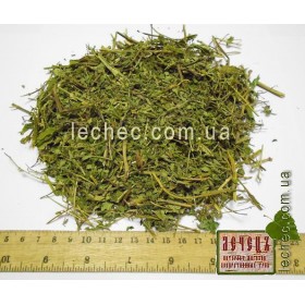 Шлемник байкальский  трава (Scutellaria baicalinensis)
