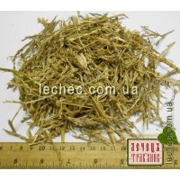 Солянка холмовая трава (Salsola collina Pall.)