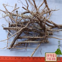 Укроп корень (Anethum)