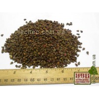 Виноградная косточка (Vitis vinifera)