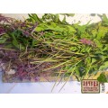 Иван-чай, кипрей узколистный трава (Chamaenerion angustifolium (L.)