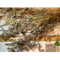 Очанка лекарственная трава (Euphrasia officinalis)