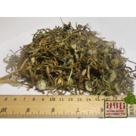 Одуванчик лекарственный трава (Taraxacum)