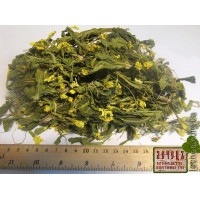 Первоцвет весенний, примула трава (Primula veris)