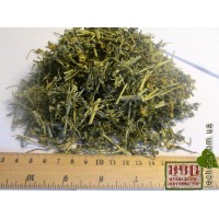 Рута душистая трава (Ruta graveolens)