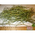 Спаржа аптечная трава (Asparagus officinalis)