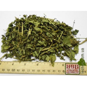 Кирказон ломоносовидный, филейник трава (Aristolochia clematitis)