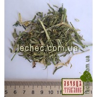 Гармала обыкновенная трава (Pecainum harmala)