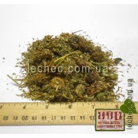 Клевер красный соцветие (Trifolium pratense)