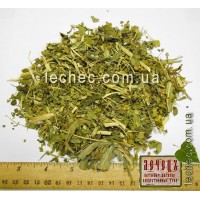 Молочай солнцегляд трава (Euphorbia helioscopia)