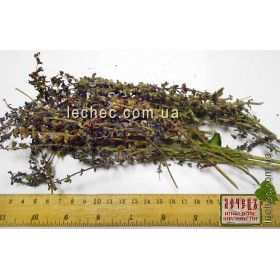 Шалфей дубравный трава (Salvia nemorosa) 