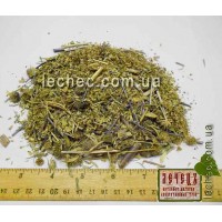 Синеголовник плосколистный трава (Eryngium planum)