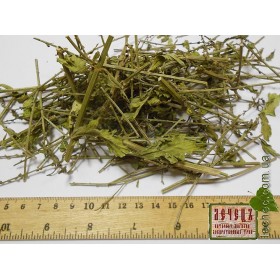 Вербена лекарственная трава (нехворощ, зализняк) (Verbena officinalis L.)