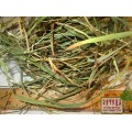 Зубровка душистая трава (Hierochloe odorata)