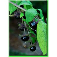 Красавка обыкновенная трава (Atropa belladonna)