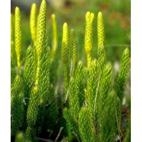 Ликоподий, плаун булавовидный трава (Lycopodium clavatum)