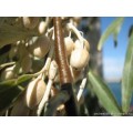 Лох узколистный, дикая маслина плоды (Oleastri, oleae silvestris fructum). 