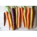 Морковь обыкновенная, дикорастущая плоды (Daucus carota)