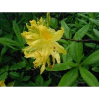 Рододендрон желтый, азалия понтийская цвет с травой (Rhododendron luteum Sweet. (Azalea pontica L., Rododendron Havum Т. Don.).