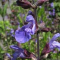 Шалфей мускатный трава (Salvia sclarea)