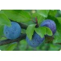 Слива колючая, терен плод (Prunus spinosa)