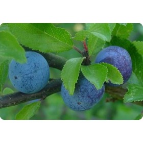 Слива колючая, терен плод (Prunus spinosa)