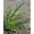 Солерос европейский трава (Salicornia europaea)