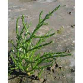 Солерос европейский трава (Salicornia europaea)