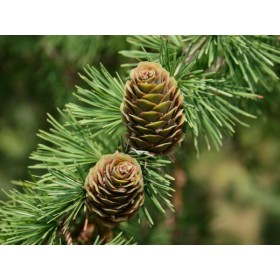 Сосны хвои экстракт масляный (Pinus). 