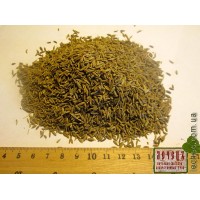 Кумин (Зира) (Cumino cyminum)