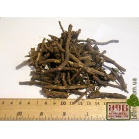 Гравилат городской корень (Geum urbanum)