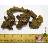 Белокопытник лекарственный, гибридный-корень (Petasites hybridus L.) 