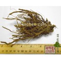 Полынь обыкновенная, чернобыльник корень (Artemisia vulgaris)