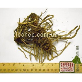 Спаржа лекарственная корень (Asparagus officinalis)