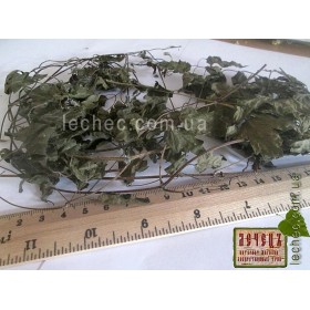 Виноградный лист (Uvam folium)