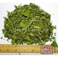 Лофант анисовый лист (Lophanthus anisatus Benth.)