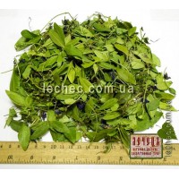 Барвинок трава с цветком (Vinca herbacea)