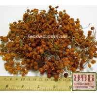 Рябина обыкновенная плод (Sorbus aucuparia)